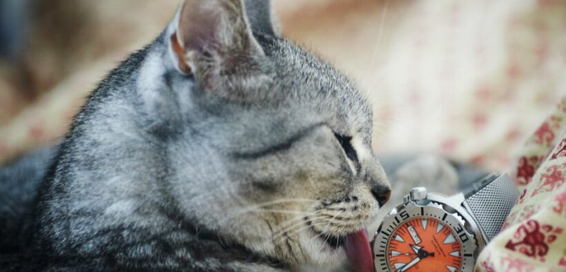 Managing Grooming Time with More Than One Pet