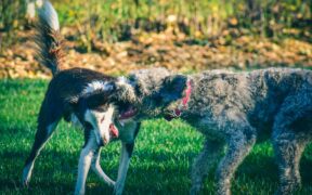 Snorting attacks dog