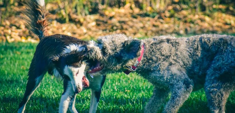 Snorting attacks dog