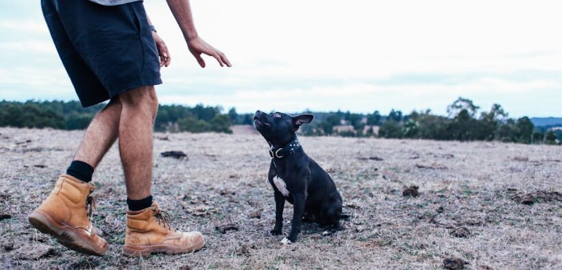 Plum pit toxicity pets