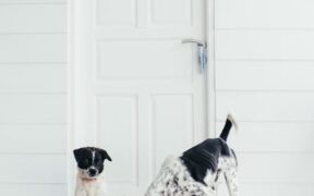 Doorway anxiety in dogs
