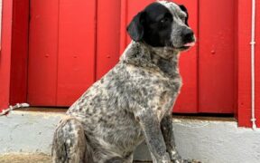 Dogs Guarding Resting Spots