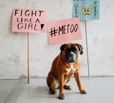 Dog diarrhea during heat or hormonal changes digestion related signs