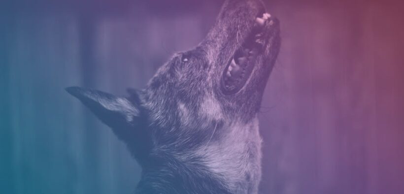 Dog skin dryness around mouth symptoms