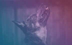 Dog skin lumps under fur symptoms and possible causes