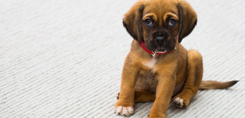 Dog red irritated chin symptoms and monitoring