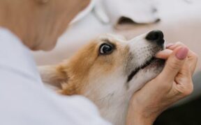 Senior dog feeding guide