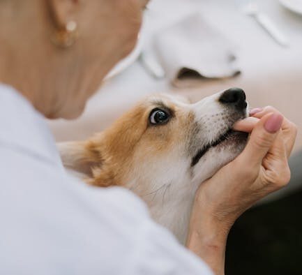 Senior dog feeding guide