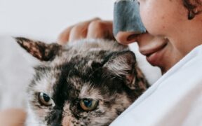 Ticks on cats causes risks and prevention for pet owners