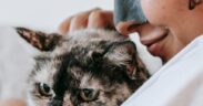 Cooperative care basics for cats at home