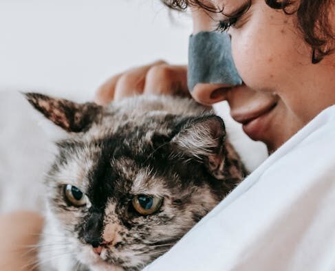 Hookworms in cats home care and when it is an emergency