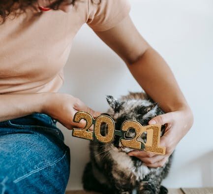 Cat greasy dandruff flakes signs and what owners should know