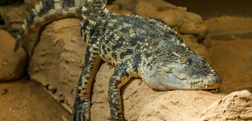 Cat thickened rough tail skin early signs