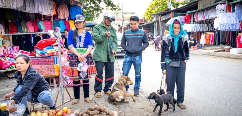 Toxic fruits for dogs