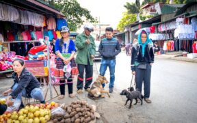 Dogs Reacting to Unfamiliar Clothing on People