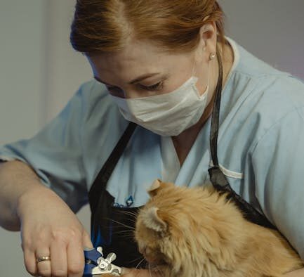 Cat nail injury signs causes and vet care