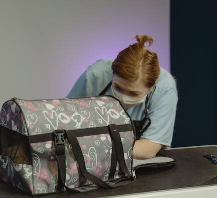 Shelter parasites in cats signs symptoms and when to see a vet