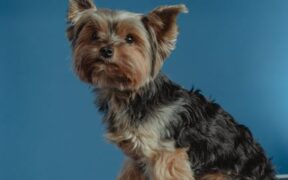 Puppy training in the critical socialization period