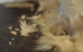 Coat Maintenance for Short Coated Pets