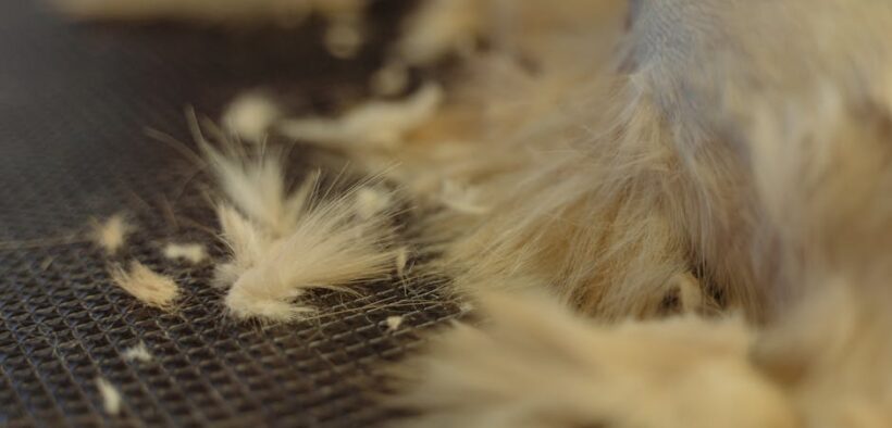 Coat Maintenance for Double Coated Pets