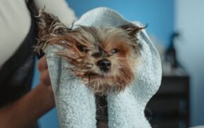 Customizing Grooming Routines for Your Pet