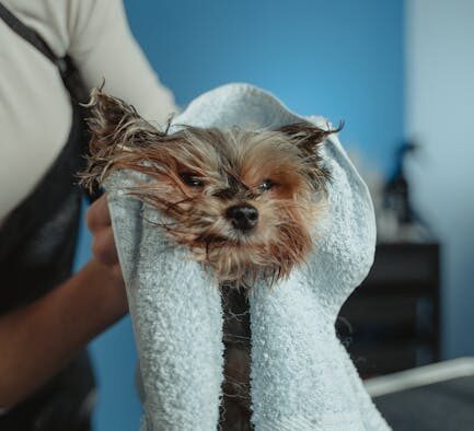 Customizing Grooming Routines for Your Pet