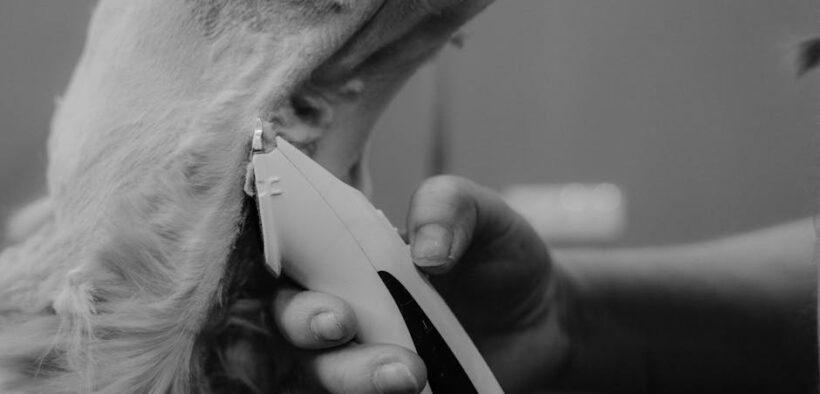 Cats swatting during nail trimming