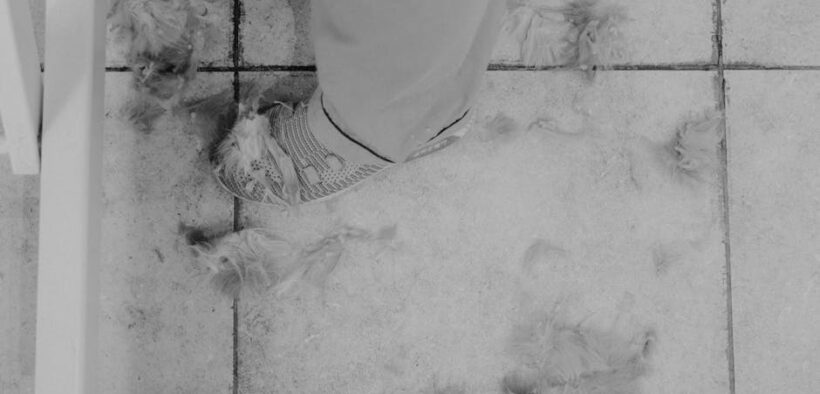 Cat sudden hair loss clumps signs and possible reasons