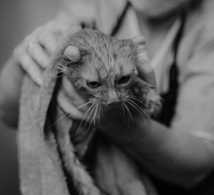 Drying Considerations for Cats