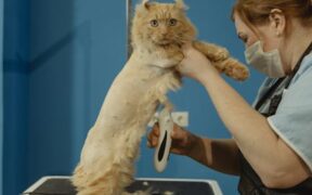 Safe grooming routine for cats and when to see a groomer