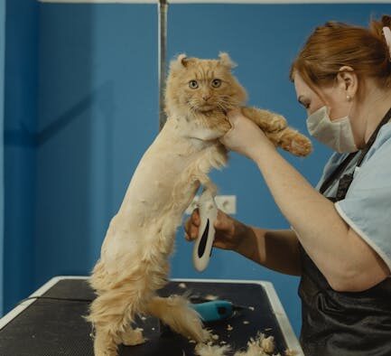Safe grooming routine for cats and when to see a groomer