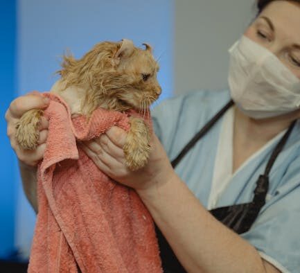 Red eyes in cats common conditions and vet care basics