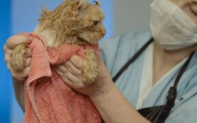 Cat breathing problems symptoms red flags and urgent care