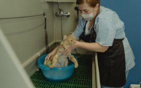 Bathing basics for cats
