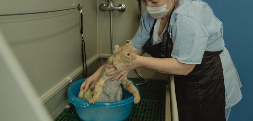 Bathing basics for cats