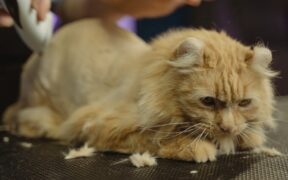 Pet Dental Care Awareness for Indoor Cats