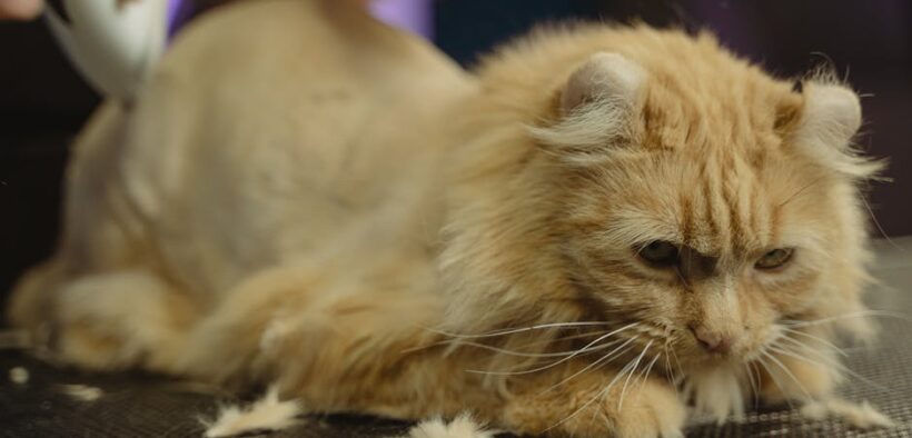 Hookworms in cats causes symptoms and veterinary guidance