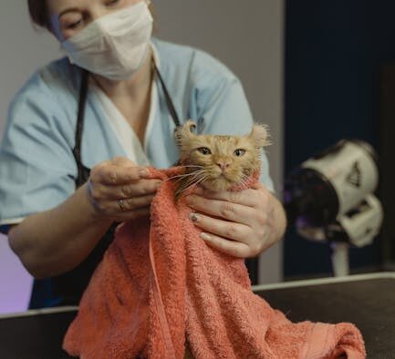 Cat swollen lymph nodes symptoms causes and vet care