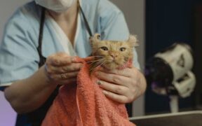 Cat trembling causes symptoms and when to call a vet