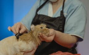 Cats showing discomfort during handling