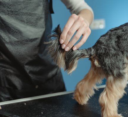 Paw hygiene awareness for dogs