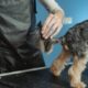 Paw hygiene awareness for dogs