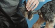 Long coat grooming basics for dogs