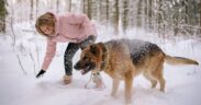 Dog dandruff flakes in coat symptoms and potential reasons