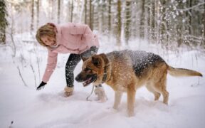 Supplements for dogs with dull coat