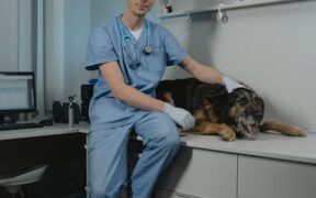Why annual vet visits matter even for vaccinated dogs