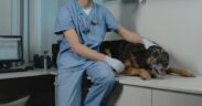 Vomiting in dogs symptoms and when to see a vet