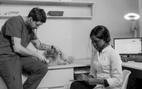 Ticks on dogs diagnosis treatment overview for pet owners