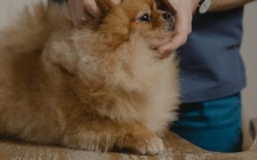 Dog skin bleeding small cracks symptoms and monitoring