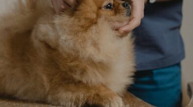 Gallery Detail: Dog Skin Bleeding Small Cracks Symptoms And Monitoring